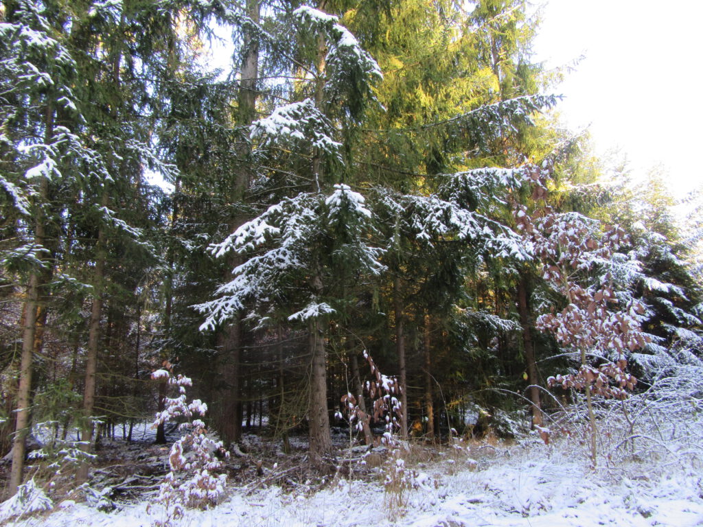 Von der Sonne beschienene Schneelanschaft mit schneeverhangenen Fichtenzweigen
