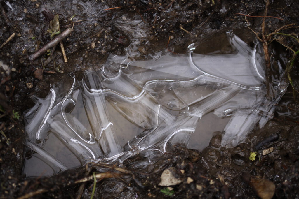 Dünne Eisschicht über einer Pfütze am Waldboden.