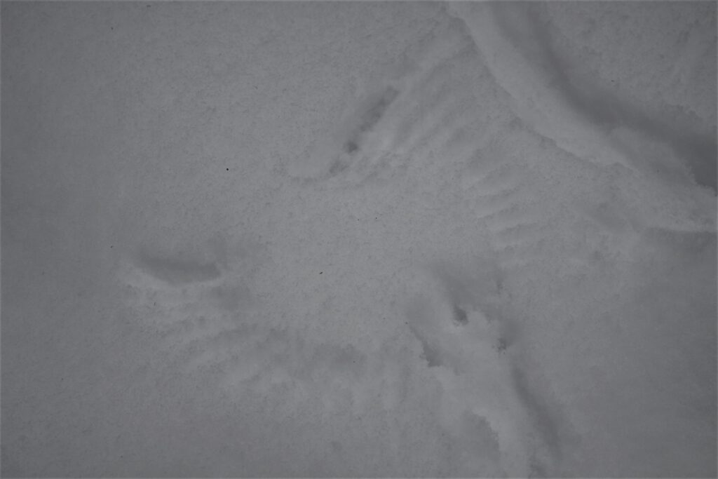 Fächerförmige Flügelabdrücke einer Meise im Schnee